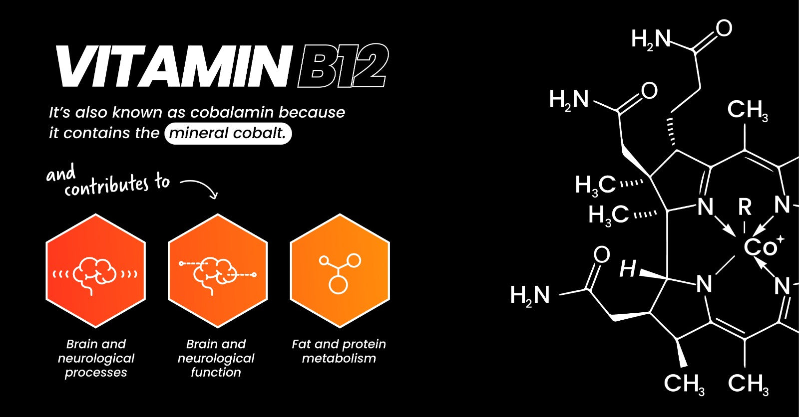 B-Vitamine und ihre Funktionen
